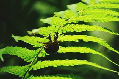 Close-up of leaves