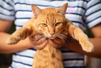 Close-up portrait of a cat