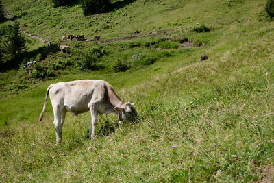 Sheep in a field