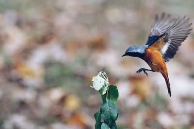 Close-up of bird flying