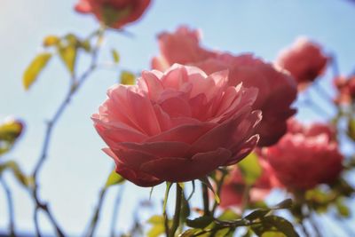 Close-up of pink flower