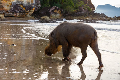 Full length of a horse drinking water