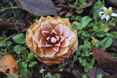 Close-up of flowers blooming outdoors
