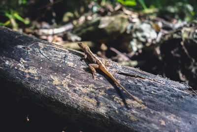 High angle view of lizard on wood