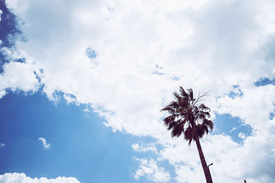 Low angle view of silhouette flowering plant against sky