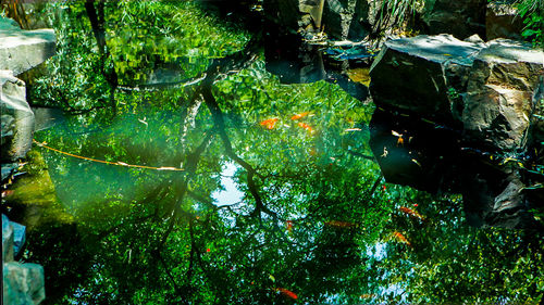 Close-up of turtle in water