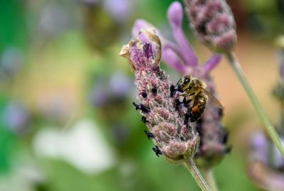 Close-up of bee on flower