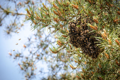 Low angle view of pine tree against sky