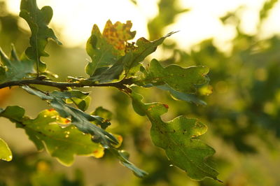 Close-up of fresh green leaves on plant