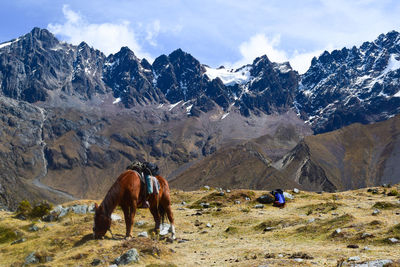 Horses on a mountain