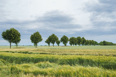 Trees on field against sky