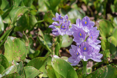 Close-up of purple flowering plants