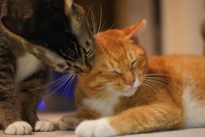Close-up of a cat with eyes closed