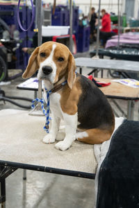 Close up of beagle on a leash sitting on a dog grooming table