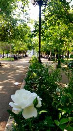 Close-up of roses blooming in park