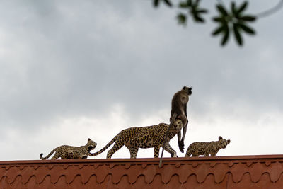 Low angle view of cat on roof against sky