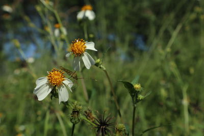 Close-up of yellow flowering plant