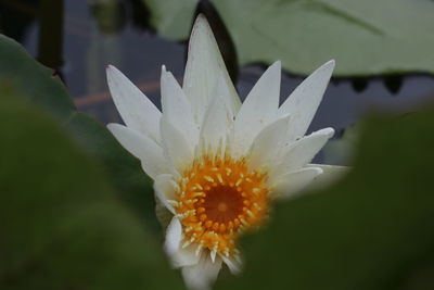 Close-up of white flowering plant