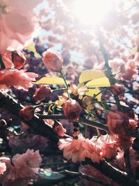 Close-up of pink flowers blooming on tree