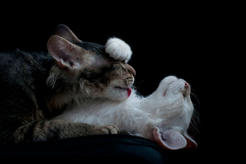 animal themes, domestic animals, pets, mammal, one animal, relaxation, indoors, black background, resting, lying down, studio shot, close-up, domestic cat, dog, two animals, togetherness, cat, animal head, zoology, no people