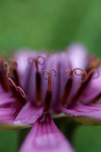 Macro shot of purple flowering plant