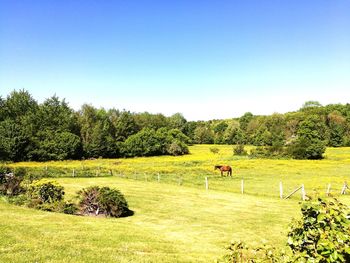 Scenic view of field against clear sky