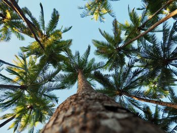 Low angle view of palm trees against clear sky