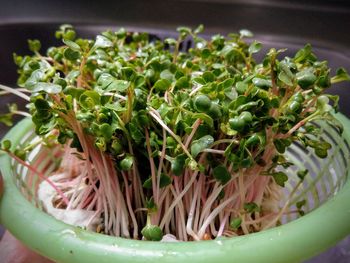 High angle view of vegetables in bowl