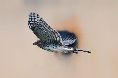 Close-up of a bird flying