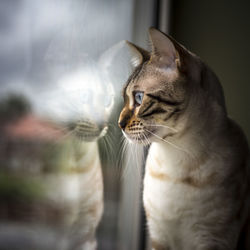 Close-up of cat looking through window 