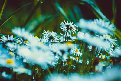 Close-up of white flowering plant