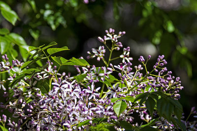 Close-up of plant