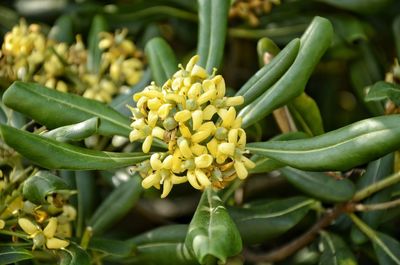 Close-up of yellow flowering plant