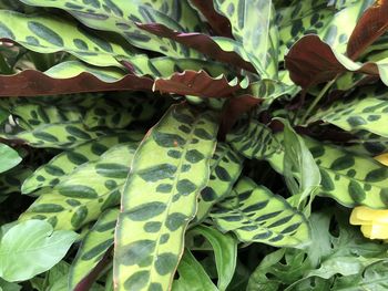 Close-up of green leaves