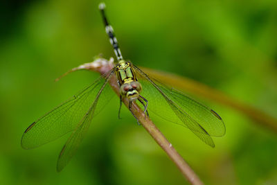 Close-up of dragonfly on leaf