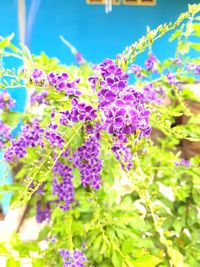 Close-up of purple flowers blooming outdoors