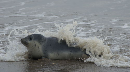 View of waves in sea