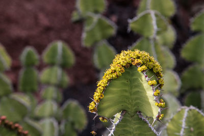 Close-up of yellow flowers blooming outdoors
