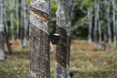 Close-up of lizard on tree trunk in forest