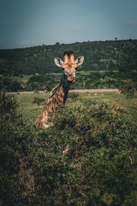 Portrait of giraffe on field