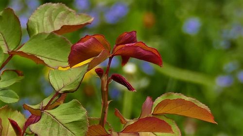 Close-up of red leaves on plant during autumn