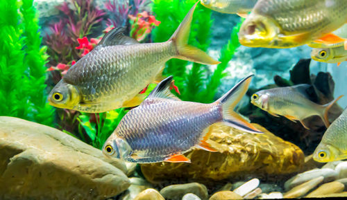 Close-up of fish swimming in sea