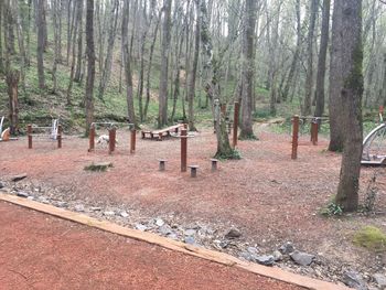 Trees on field in forest