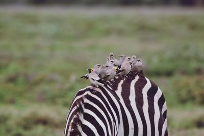 Wattled starlings on zebra