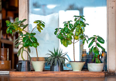 Potted plants on table at home