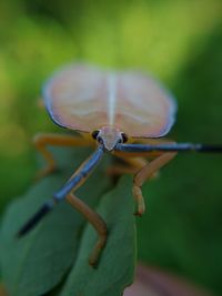 Close-up of insect on leaf