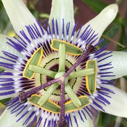 Close-up of purple flower