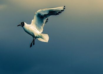 Low angle view of seagulls flying over white background