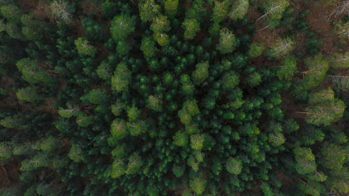 Full frame shot of trees growing in forest