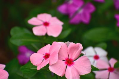 Close-up of pink flowering plant in park